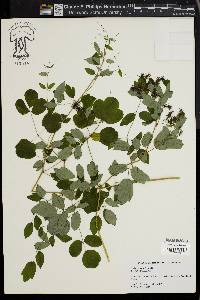 Thalictrum amphibolum image