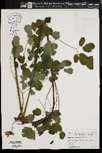 Thalictrum steeleanum image