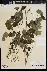 Thalictrum steeleanum image