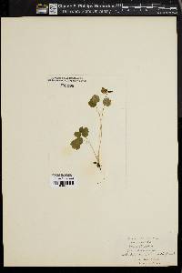 Anemonella thalictroides image