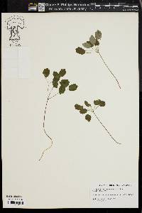 Thalictrum thalictroides image