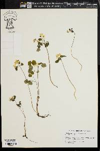 Thalictrum thalictroides image