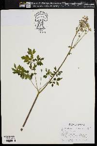 Image of Thalictrum aquilegiifolium