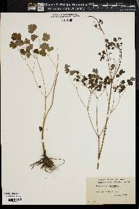 Thalictrum dioicum image