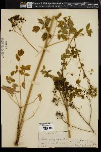 Thalictrum polygamum image