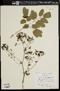 Thalictrum polygamum image