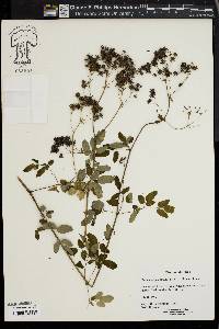 Thalictrum pubescens image