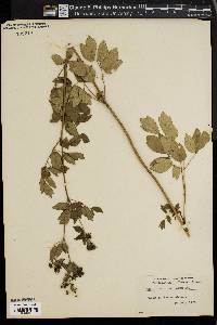 Thalictrum amphibolum image