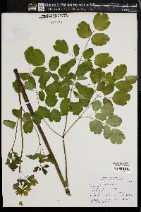 Thalictrum rochebrunianum image