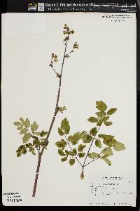 Thalictrum rochebrunianum image