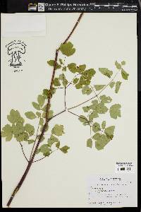 Thalictrum rochebrunianum image