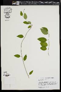 Berchemia scandens image