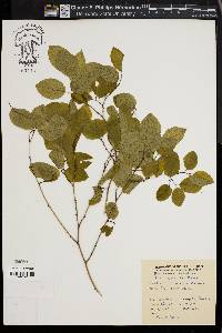 Berchemia scandens image