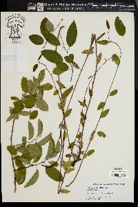 Berchemia scandens image