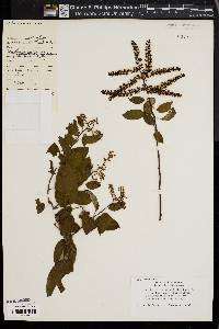Image of Berchemia racemosa