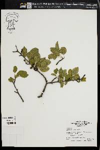 Rhamnus cathartica image