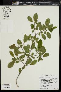 Rhamnus cathartica image