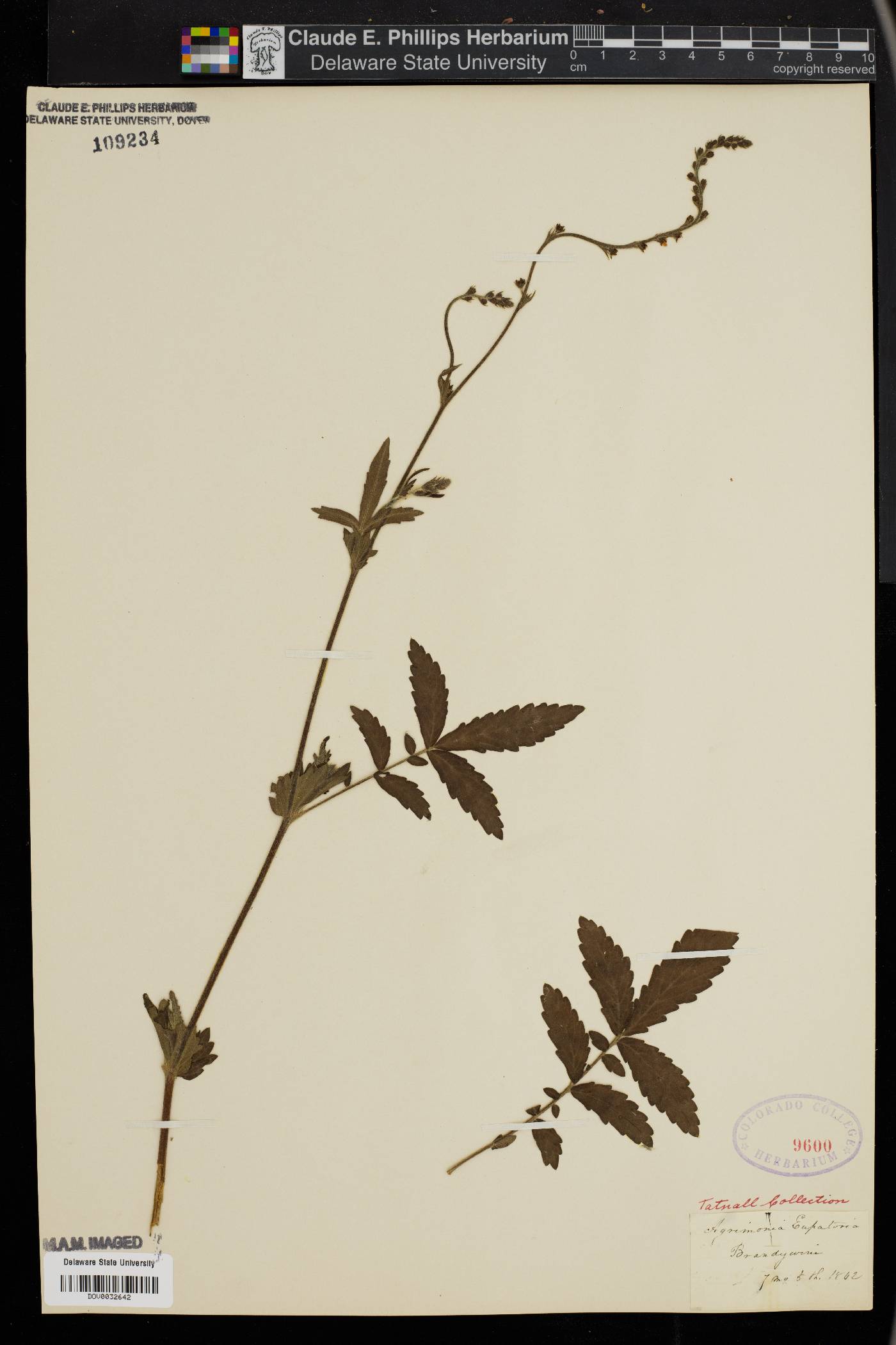 Agrimonia eupatoria image