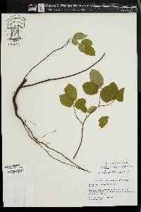 Amelanchier canadensis image