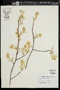 Amelanchier canadensis image