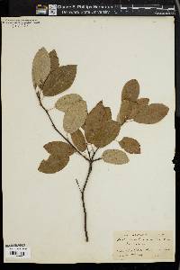 Amelanchier canadensis image