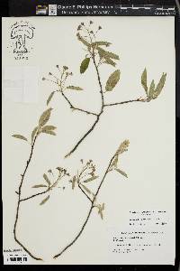 Amelanchier canadensis image