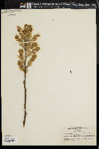 Amelanchier canadensis image