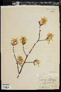 Amelanchier laevis image