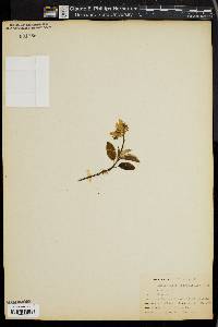 Amelanchier oblongifolia image