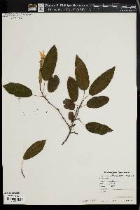 Amelanchier asiatica image