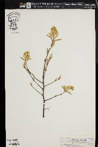 Amelanchier canadensis image