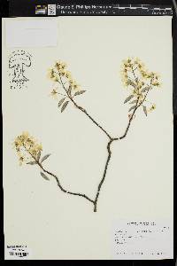 Amelanchier canadensis image