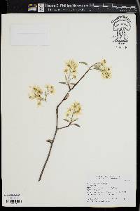 Amelanchier laevis image