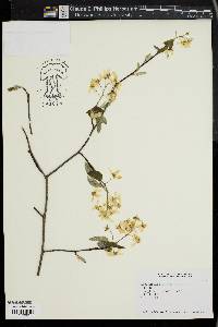 Amelanchier laevis image