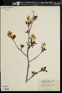 Amelanchier laevis image