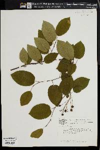 Amelanchier laevis image