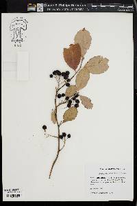 Aronia × prunifolia image