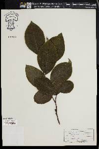 Chaenomeles sinensis image