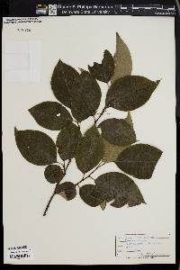 Chaenomeles sinensis image