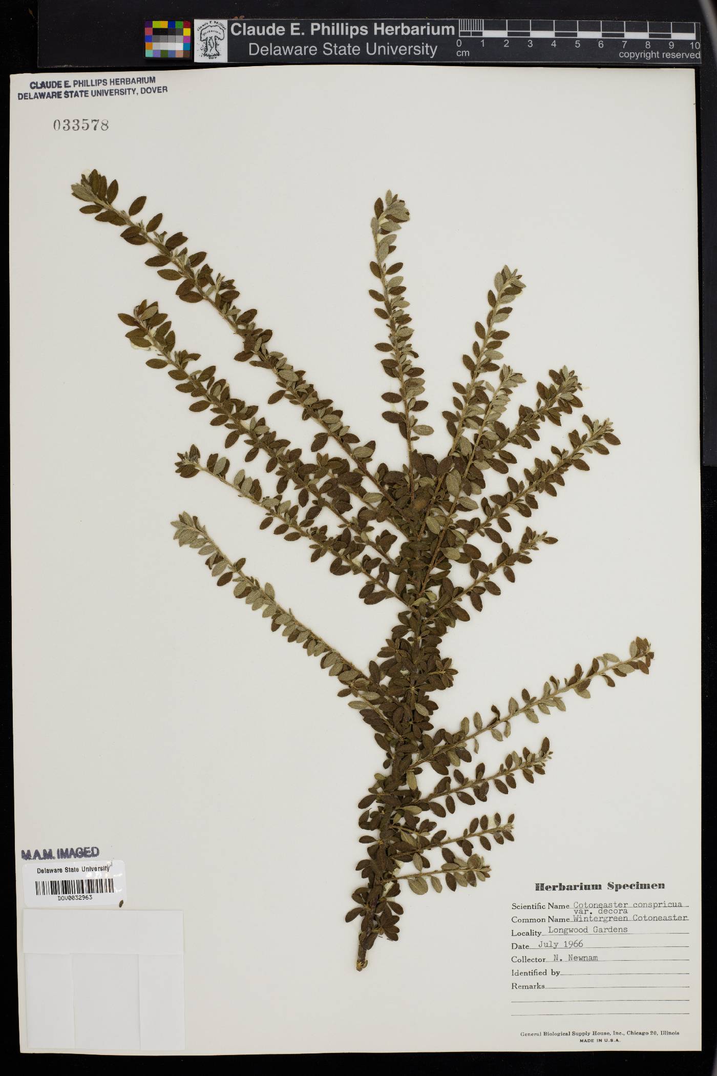 Cotoneaster conspicuus image