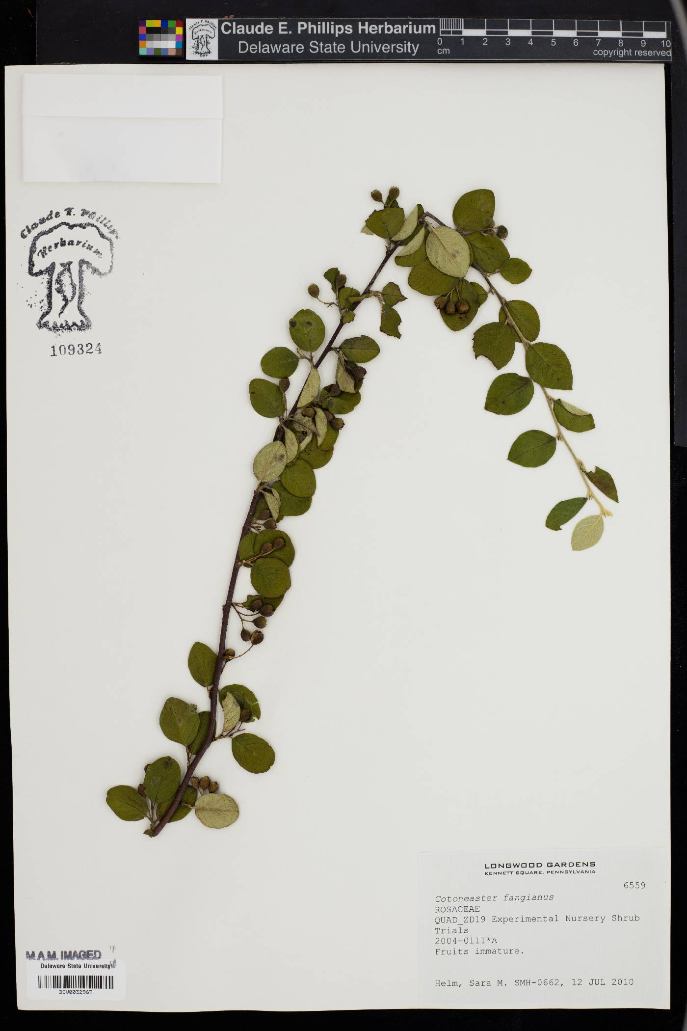 Cotoneaster fangianus image