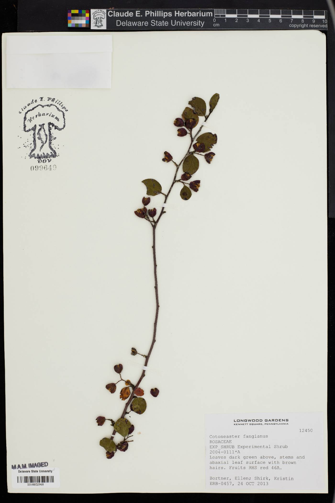 Cotoneaster fangianus image