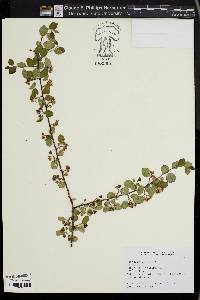 Image of Cotoneaster nitens
