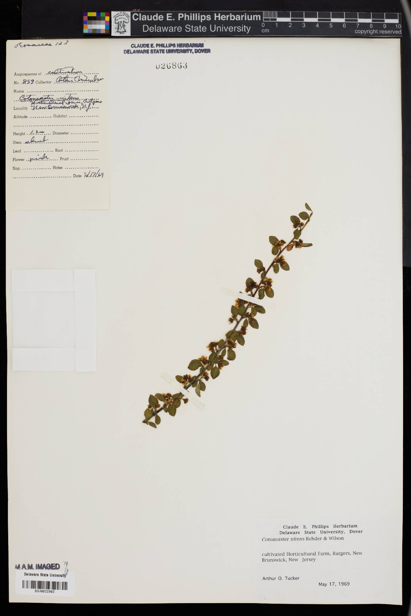 Cotoneaster nitens image