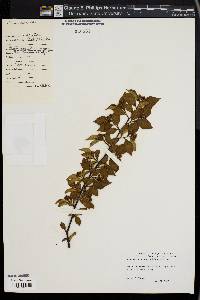 Image of Cotoneaster obscurus