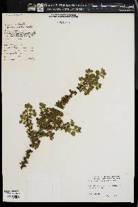 Image of Cotoneaster perpusillus