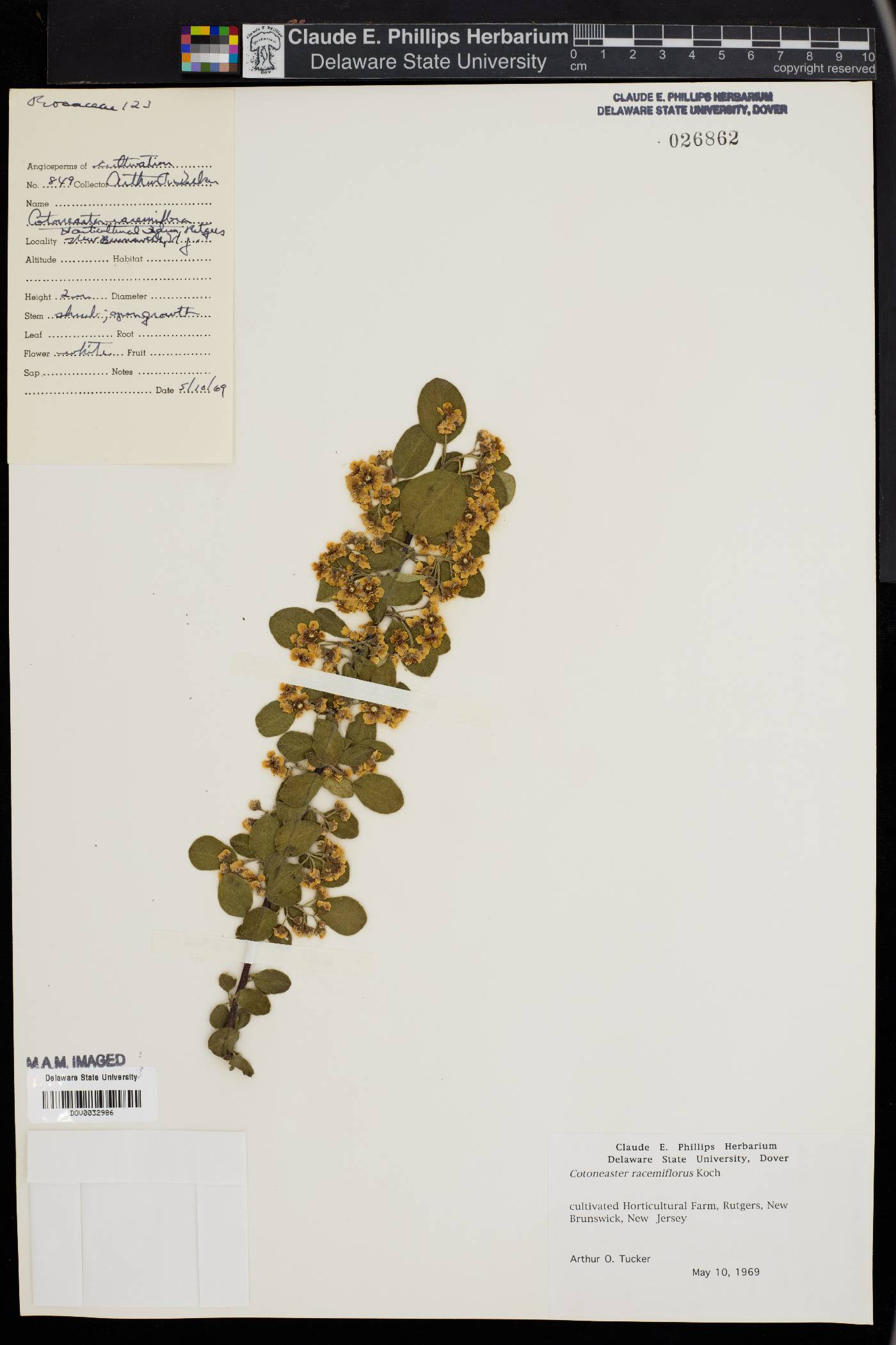 Cotoneaster racemiflorus image