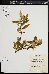 Image of Cotoneaster salicifolius