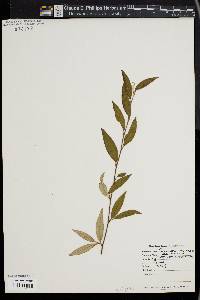 Cotoneaster salicifolius image