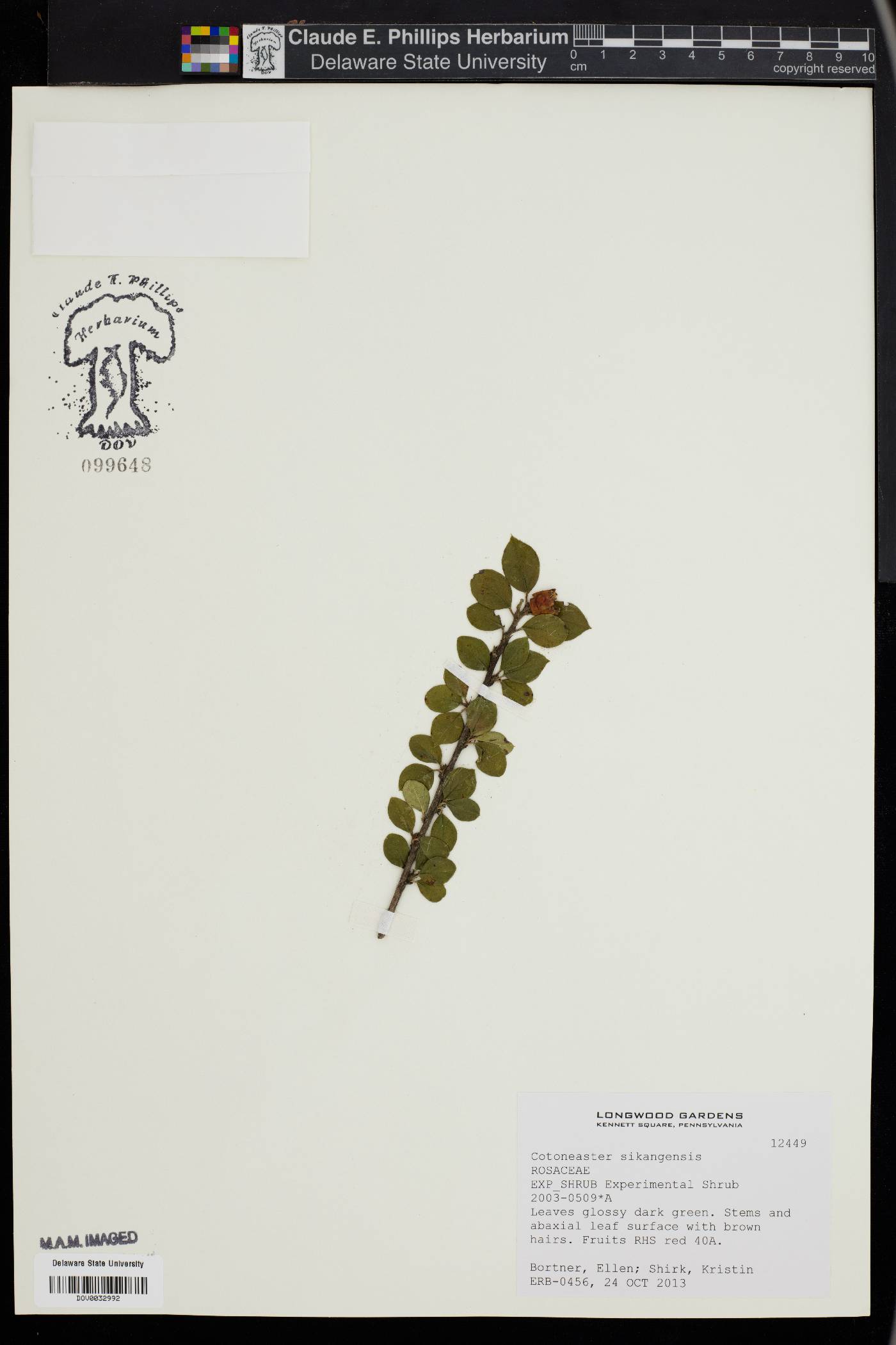Cotoneaster sikangensis image